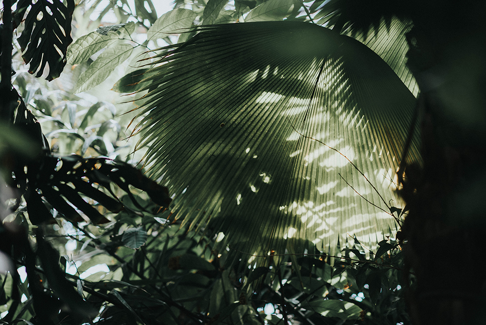 ogromny liść palmiarnia