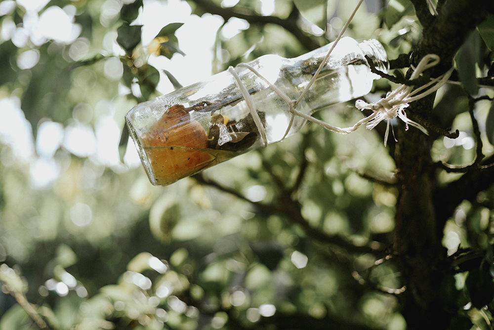 gruszka w butelce drzewo sad