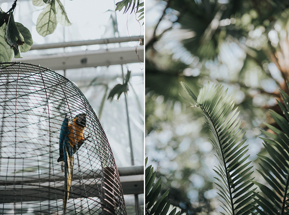 palmiarnia papuga