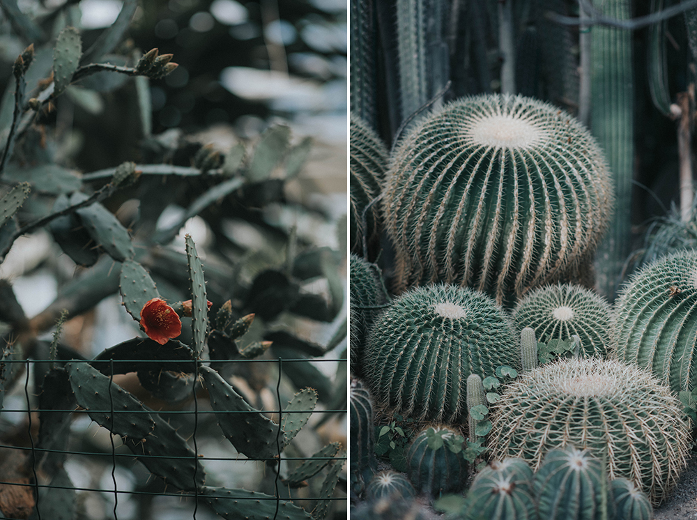 palmiarnia kaktusy